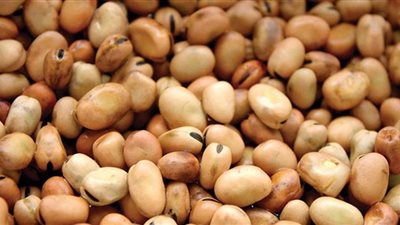 سعر الفول اليوم السبت عند التاجر