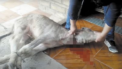من يذبح مشروعات البتلو؟