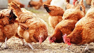 أسعار الدواجن اليوم السبت في المزرعة