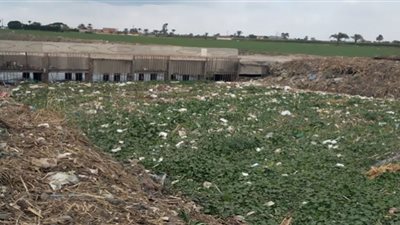 بفعل فاعل.. 10 آلاف فدان مهددة بالبوار في إطسا بالفيوم