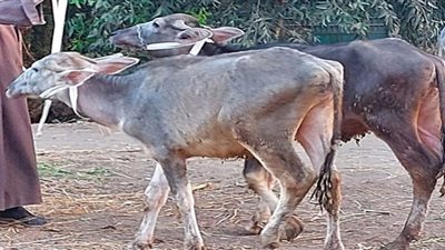 انطلاق الحملة القومية الثالثة لتحصين الماشية بالإسماعيلية