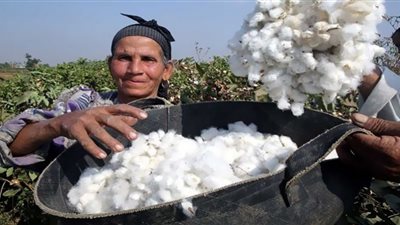 الإنتاج من القطن يتجاوز 2 مليون قنطار العام الجاري