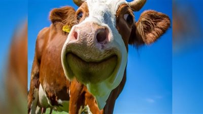 جنون البقر يثير الذعر في دولة جديدة.. متى يسبب الوفاة؟ (تفاصيل)