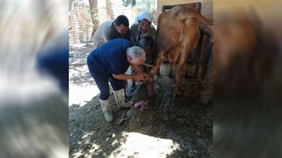 تحصين 91 ألفًا من الثروة الحيوانية ببني سويف