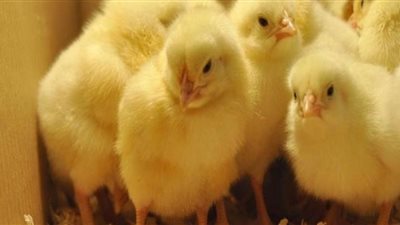 سعر الكتكوت اليوم الأحد