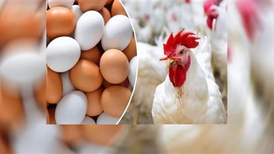 كيلو رجول الفراخ بـ 20 جنيهًا.. أسعار الدواجن تواصل الارتفاع