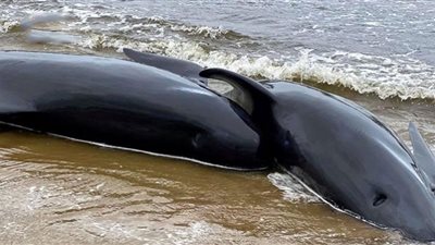 نفوق حوت ضخم على شاطئ هاواي والسبب غريب