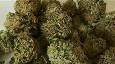 التحفظ على 55.9 كيلو بانجو ضبطت في مداهمات على أوكار بيع السموم