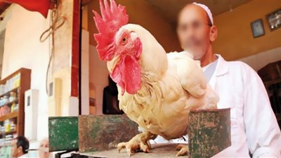 أسعار الدواجن ترتفع رغم الإفراجات.. السماسرة يصرون على إفلاس المواطنين