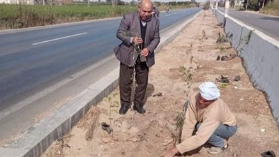 استمرار أعمال غرس الأشجار بطرق وشوارع سنورس في الفيوم