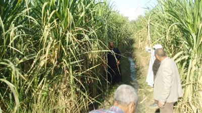 مدير تعليم قوص يتفقد محصول قصب الشتلات بخزام وتسليمه لمصانع السكر
