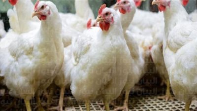 أسعار الدواجن والبيض اليوم الأحد في المزرعة