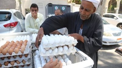 انخفاض أسعار كرتونة البيض بمنافذ وزارة الزراعة
