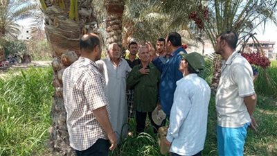 أنشطة المعمل المركزي للنخيل خلال أسبوع