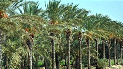 المعمل المركزي للنخيل.. تجميع أكبر قاعدة بيانات للبصمة الوراثية