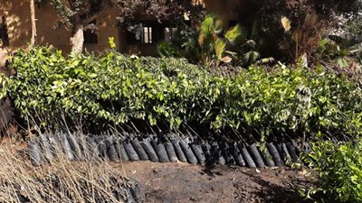 توزيع أشجار مثمرة على مدارس نجع حمادي