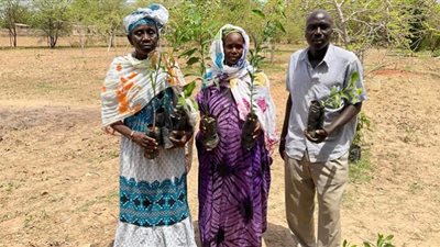 السنغال.. 80 مليون يورو مكافأة لتمويل الفول السوداني