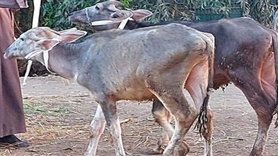 حفاظًا على الثروة الحيوانية والداجنة.. نشاط كبير لمديرية الطب البيطري بالإسماعيلية