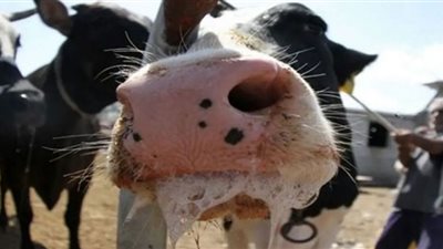 كيف تواجه الأردن كارثة الحمى القلاعية.. أعراضها وطرق والوقاية