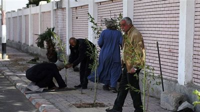 بدء زراعة 170 ألف شجرة بقنا ضمن المبادرة الرئاسية 