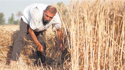 خارطة طريق لإنقاذ المحاصيل الاستراتيجية