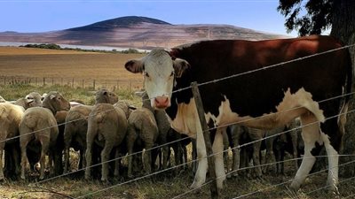 الحمى القلاعية ومخاطر انتقالها للبشر.. كيف تحمي نفسك؟؟