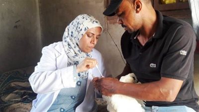 بيطري الشرقية يُحصن 115 ألف طائر ضد أنفلونزا الطيور والأمراض الوبائية
