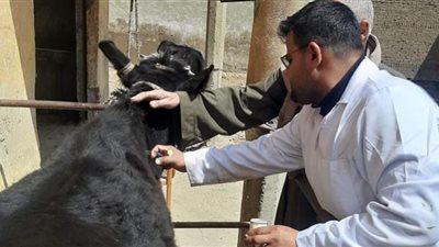 تحصين 112 ألف رأس من الثروة الحيوانية ضد الحمى القلاعية ببنى سويف