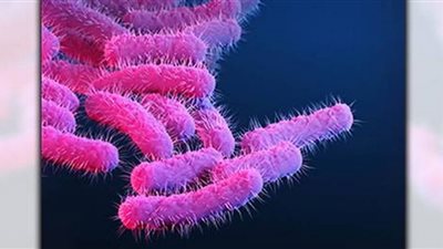 جرثومة شيغيلا تضرب دولة عربية بقوة