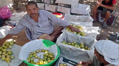 الفاكهة الذهبية.. حصاد الجوافة فرحة لمزارعي القليوبية