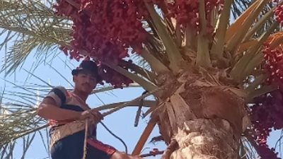 متسلقو النخيل يتحدون الموت من أجل فرحة حصاد المحصول