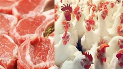 الزراعة تكشف موعد انخفاض أسعار اللحوم والدواجن (شاهد)