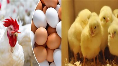 مفاجأة في أسعار الفراخ والبيض اليوم والكتكوت بـ24 جنيها