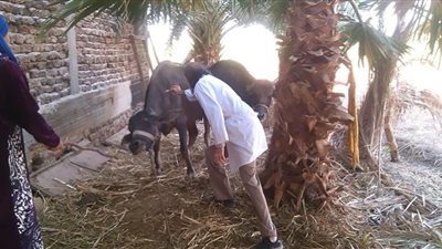 تحصين 26 ألفًا و500 رأس ماشية وأغنام من الحمى القلاعية والوادي المتصدع بالجيزة