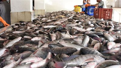 تراجع أسعار الأسماك في الأسواق