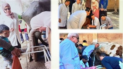المسح التناسلي والتلقيح الإصطناعي لـ 7252 رأس ماشية بالشرقية