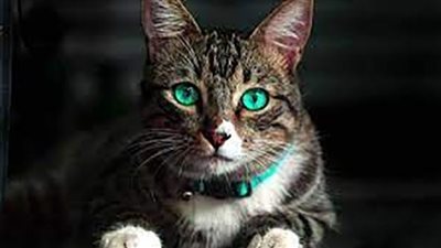 قطة مختبئة بحقيبة مسافر (شاهد)