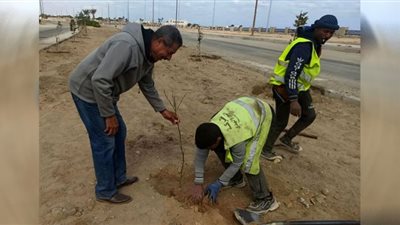 تدشين المبادرة الرئاسية 100 مليون شجرة بمرسى علم