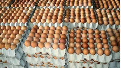 سعر كرتونة البيض اليوم السبت بالمزرعة