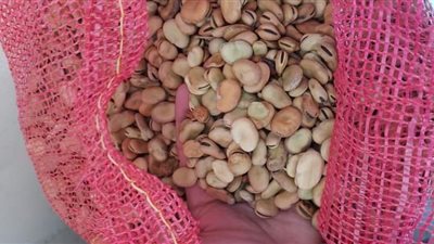 سعر طن الفول اليوم السبت