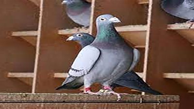 حمام يمتلك ذكاء خارق ..أستغله مهربو المخدرات
