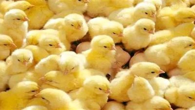 أسعار الكتاكيت اليوم السبت