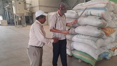 متابعة توريد محصول الأرز الشعير بصوامع شربين