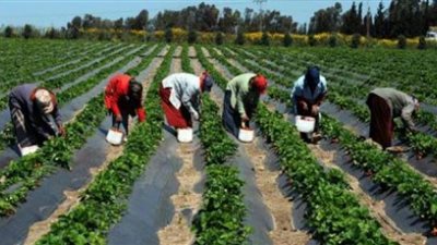 الزراعة التعاقدية.. ضمان للفلاح ووقت للتوريد