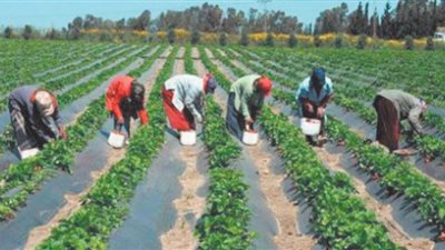 الزراعات التعاقدية.. قوة ثلاثية