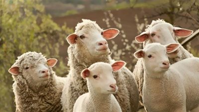 كشف لغز دوران الأغنام حول نفسها لمدة 12 يومًا في مشهد مثير للرعب (فيديو)