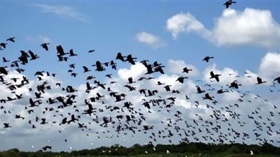 هل تنبأت طيور تركيا بالزلزال قبل وقوعه؟.. أبحاث توضح الحقيقة