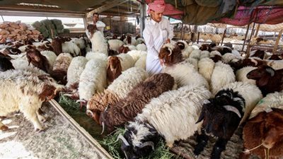دولة عربية تدعو لإلغاء عيد الأضحى وتكشف الأسباب