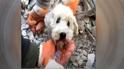 إنقاذ كلب من تحت أنقاض المباني (فيديو)