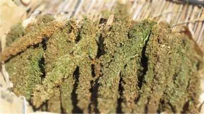 حبس تاجر مخدرات سقط بـ5 كيلو بانجو في الصف